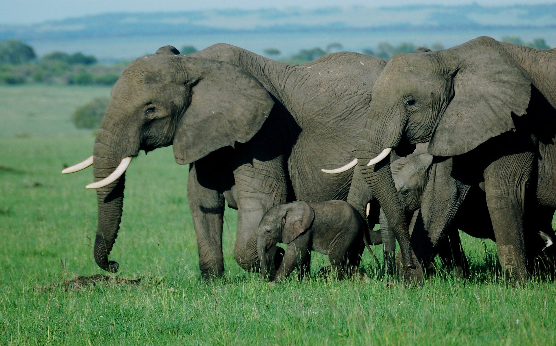 East Africa Safari